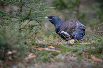 Very rare wild capercaillie in the nature habitat in european woodland/european nature/czech republic wildlife/great birding story/young male/very rare sightings during mating time 