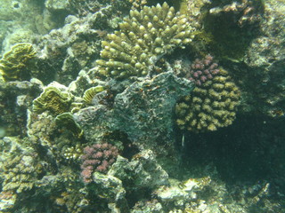 coralli e pesci nel mare © paolo