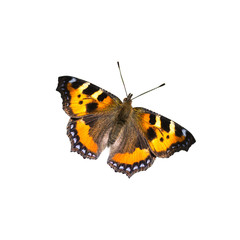 Fototapeta na wymiar Beautiful butterfly on white background