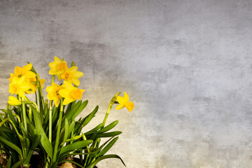 Yellow narcissus with concrete background