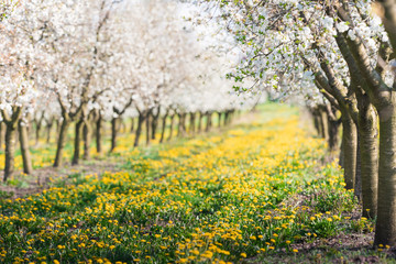 Blossoming apple orchard in spring time