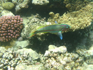 coralli e pesci nel mare © paolo