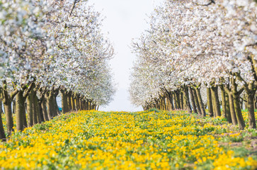 Blossoming apple orchard in spring time © Dusan Kostic