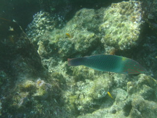 coralli e pesci nel mare © paolo