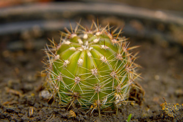 Naklejka na ściany i meble small spiny cactus in a pot
