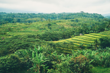 Beautiful landscape with green rice terraces. Bali, Indonesia.