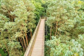 Overhead view of Tree Top Walk in Forest