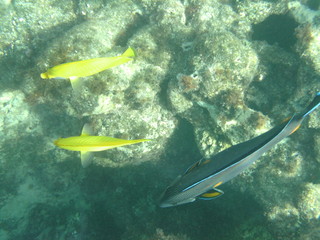 coralli e pesci nel mare © paolo