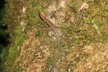 Lizard, Sochi, Russia, August 25, 2011.Samshitovaya grove in the suburbs of Sochi.