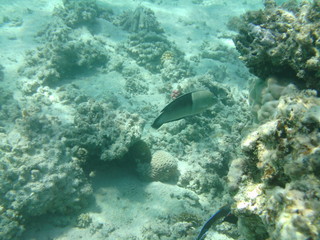 coralli e pesci nel mare © paolo