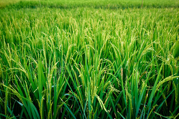 Close up of green rice grains and leaves growing on field.