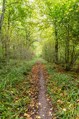 Morning view of empty forest path in autumn