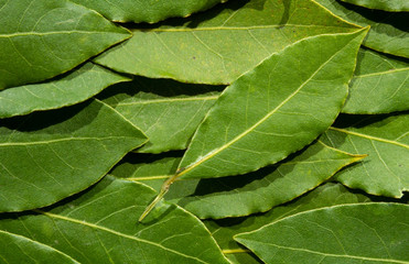 Background from green bay tree leaves