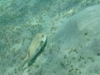 pesci e coralli © paolo