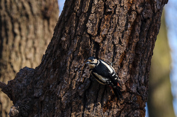 GREAT WOODPECKER - Bird spring in a city park