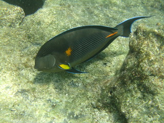 pesci e coralli © paolo