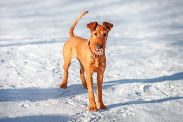 Irish Terrier stands in the snow