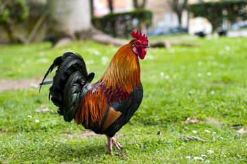 Rooster in the park in Lisbon, Portugal	