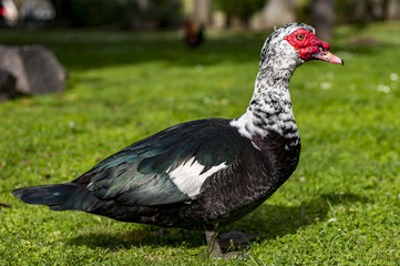 Duck in park in Lisbon, Portugal