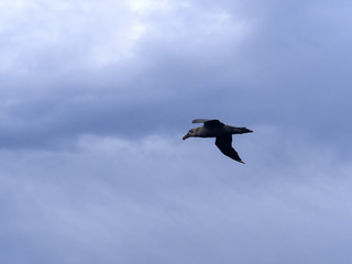 Southern Giant Petrel, Macronectes giganteus, in flight, Sea Lion, Falkland Islands