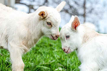 Ziegenbaby - Ziegenlamm auf Wiese