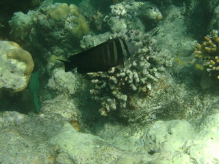 pesci e coralli © paolo