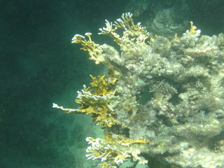 pesci e coralli © paolo