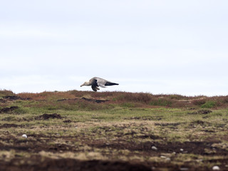 Southern Giant Petrel, Macronectes giganteus, in flight, Sea Lion, Falkland Islands
