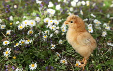 Cute chick in colorful meadow