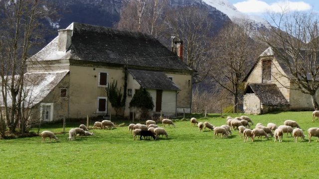 Herd of sheep in the meadow, barn at background, Pyrenees