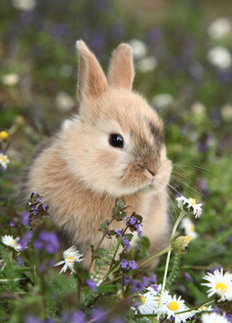 Cute bunny rabbit in colorful meadow