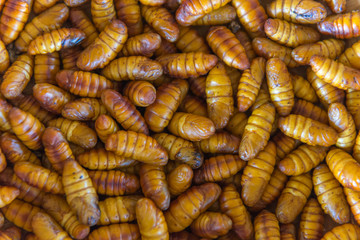 chrysalis silkworm. This is a source of silk thread and silk fabric