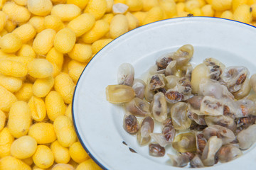 Silkworms nest in white dish and use for silk fabric