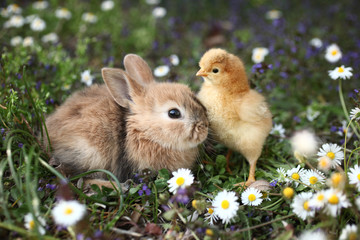 Bunny rabbit and chick are best friends