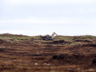 Southern Giant Petrel, Macronectes giganteus eating carrion penguin, Sea Lion, Falkland Islands