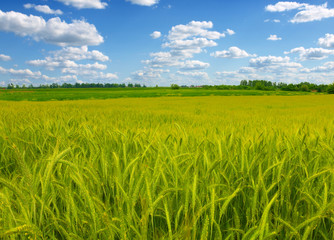 green wheat field