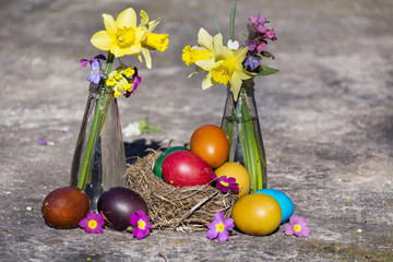 easter eggs in real nest with narcissus flowers on a blue vintage  wooden background  .Easter decoration 