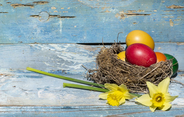 easter eggs in real nest with narcissus flowers on a blue vintage  wooden background  .Easter decoration 
