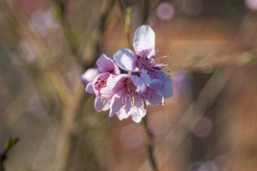 Close up Peach Blossoms Pink flowers, natural background