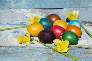 easter eggs  and narcissus on a blue wooden background .Easter decoration
