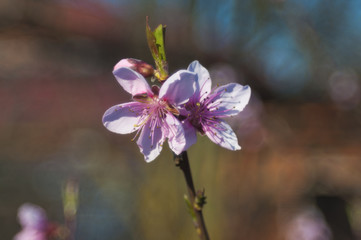 Close up Peach Blossoms Pink flowers, natural background