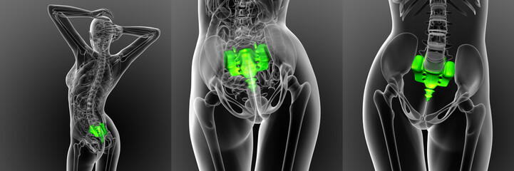 3d rendering medical illustration of the sacrum bone - obrazy, fototapety, plakaty