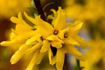Forsythie 
