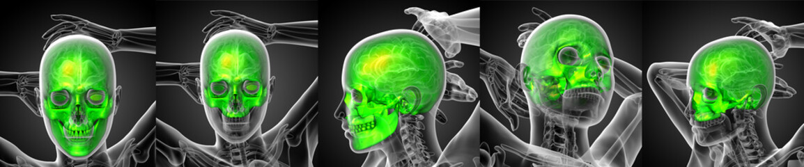 3d rendering medical illustration of the human skull © maya2008