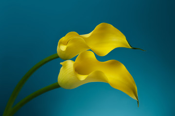 Two Yellow Calla Lily Flowers shot in studio on a blue background © seregraff