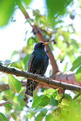 Common starling (Sturnus vulgaris) on branch in spring