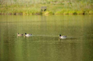 Ducks in the pond