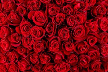 Fond de roses rouges naturelles