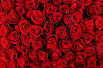 Fototapete Rosen Natürlicher roter Rosenhintergrund