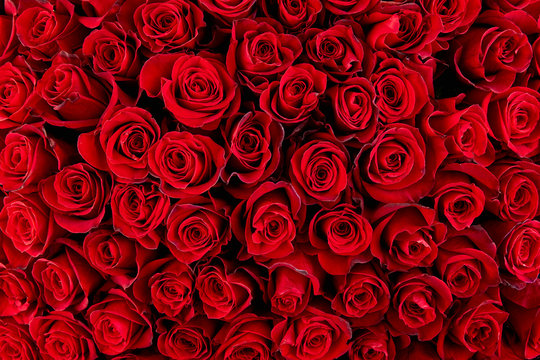 Fototapeta Natural red roses background